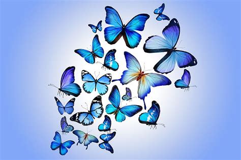 HD wallpaper: butterfly, colorful, blue, butterflies, design by Marika ...