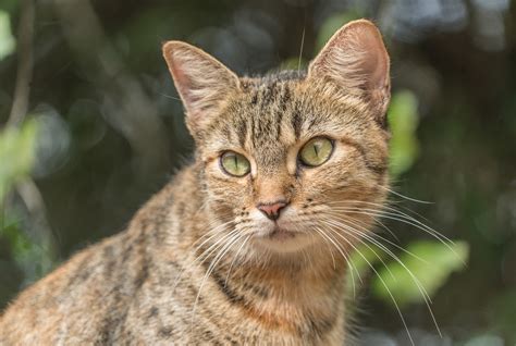 Feral / Community Cat Colony Care - Canadian Animal Assistance Team