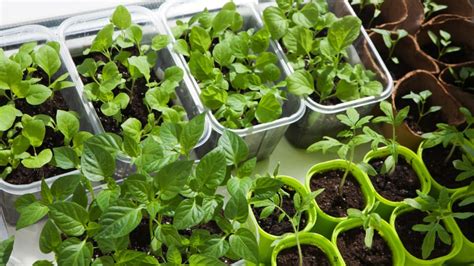 Your guide to seedling plants - Reviewed