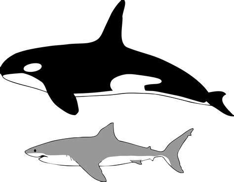 💋 Orca whale vs great white shark. Shark Week Shares Footage of Orca Whales Hunting a Great ...