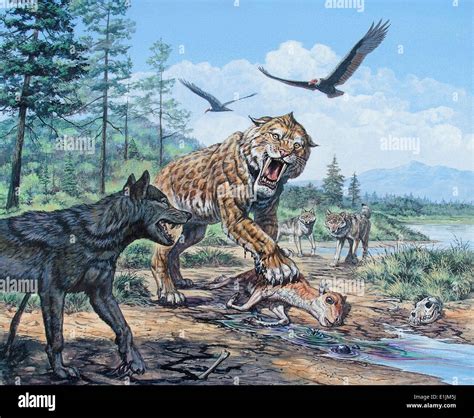 A pack of Canis dirus wolves approach a Smilodon and its prey Stock ...