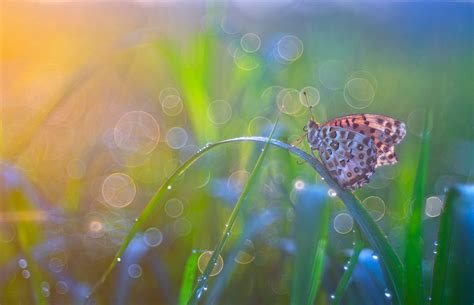 Butterfly Magic HD