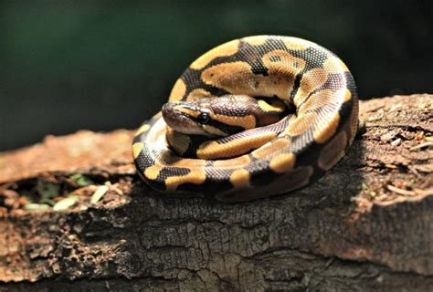 How to Care for Your Ball Python Snake - Allan's Pet Center