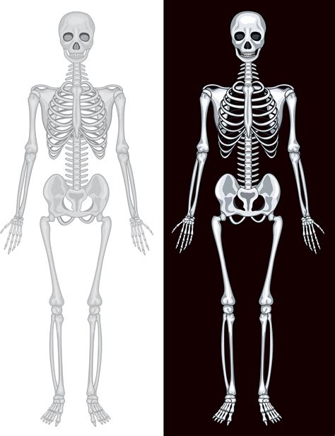 Human skeleton in white and black background 432073 Vector Art at Vecteezy