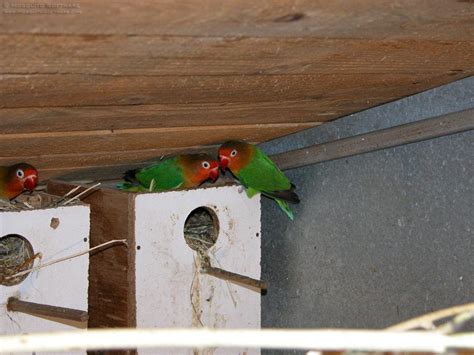 Bird In Everything: Lovebird Nest Box