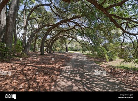 The Charleston Tea Plantation is located on historic Wadmalaw Island in ...