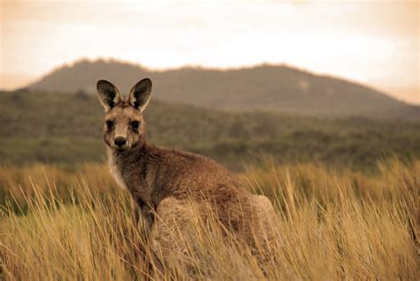 Australia is a unique wonderland of animals - Swain Destinations