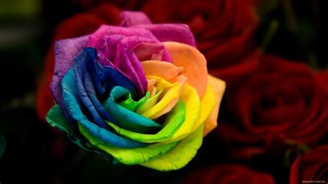 24 Rainbow Rose Wallpapers - Wallpaperboat