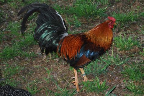 Wheaten Old English Game Fowl? Bantam?