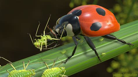 P Akerman - Greenbug eaten by Ladybird