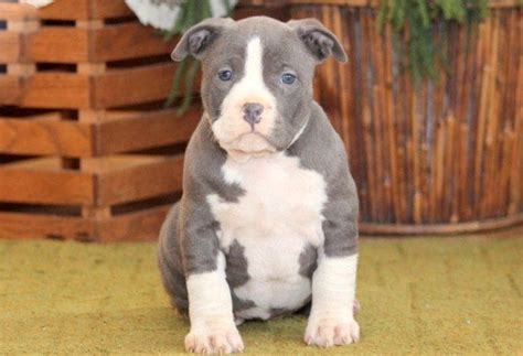 99+ Bully Pitbull Pups For Sale - l2sanpiero