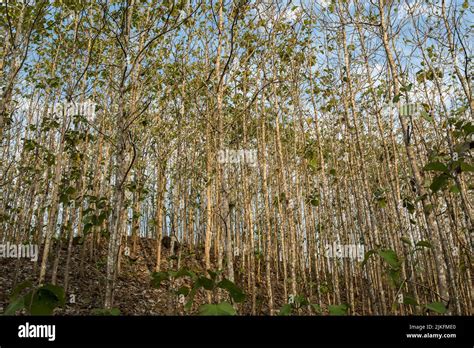 Teak wood forest in Indonesia Stock Photo - Alamy