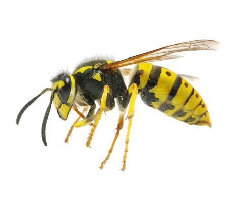 Wasp PNG