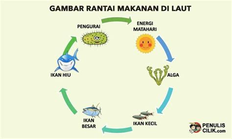 Contoh Gambar Rantai Makanan Di Sawah – pulp