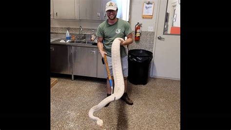 Albino rattlesnake that was among largest on record has died at Florida ...