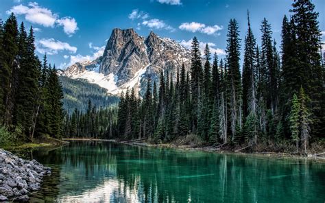 Paisajes De Bosques