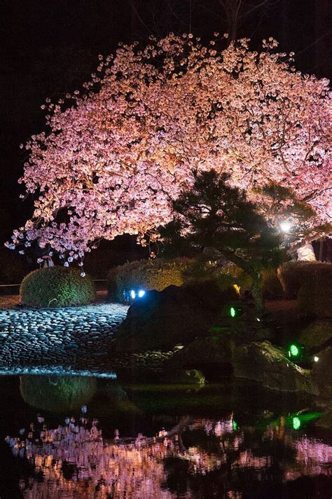 Pin by Allana on ~ Sakura - Cherry Blossom ~ | Nijo castle, Japanese garden, Scenery