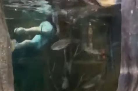 Louisiana Man Arrested For Swimming In Bass Pro Shop Aquarium And The Video Is Highly ...