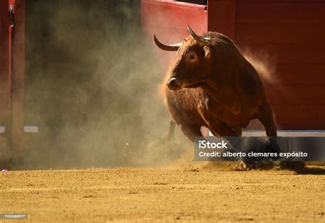 Banteng Merah Foto Stok - Unduh Gambar Sekarang - Banteng - Jantan, Berdagang - Jual beli ...