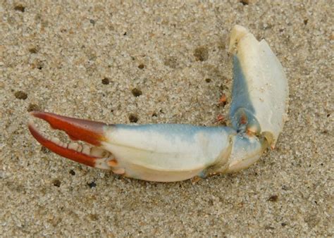 A Picture Each Day: Blue Crab Claw