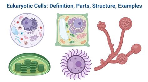 Eukaryotic Cells Examples