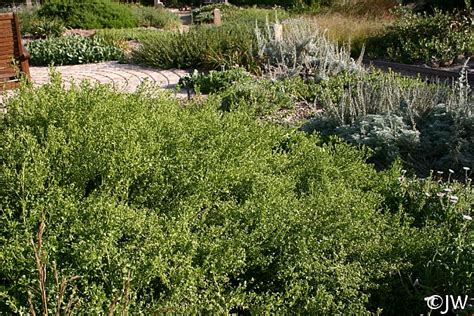 Baccharis pilularis 'Pigeon Point' | California Flora Nursery