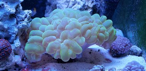 Show me your bubble corals, | REEF2REEF Saltwater and Reef Aquarium Forum