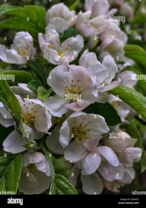 White crabapple tree blossoms in full bloom Stock Photo - Alamy