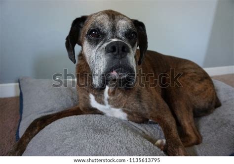 Funny Boxer Dog Stock Photo 1135613795 | Shutterstock