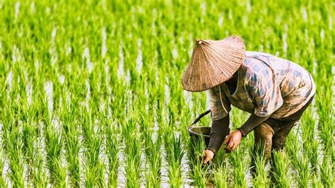 Foto: Petani sedang menanam padi | Mediatani