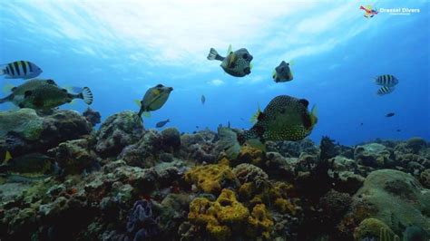 The 9 Best Caribbean Coral Reefs For Scuba Diving