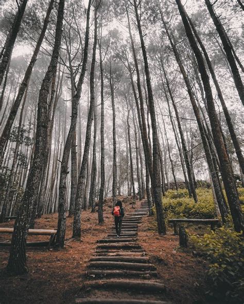 7 Hutan Pinus Paling Cantik di Indonesia, Sejuk dan Estetis Abis!