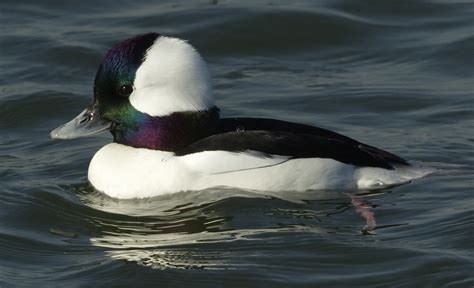 Bufflehead | San Diego Bird Spot