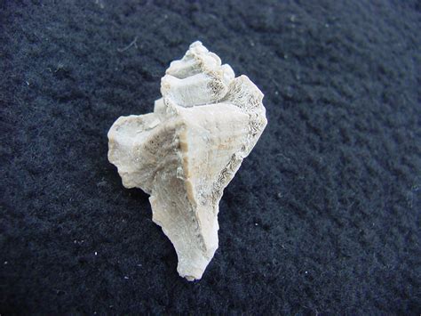 Pterorhytis fluviana rare extinct fossil murex shell pf 2 : Southern Arrow, Fossil Shells From ...