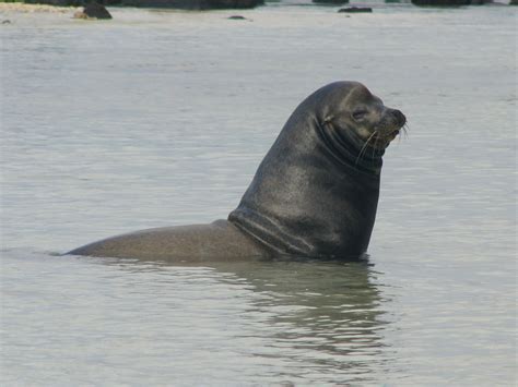 The Online Zoo - Galapagos Sea Lion