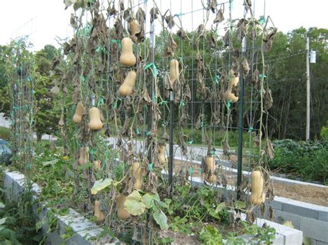 Butternut squash on trellis_1 - Abundant Mini Gardens