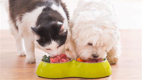 Can Dogs Eat Cat Food - TodayAdviser.com