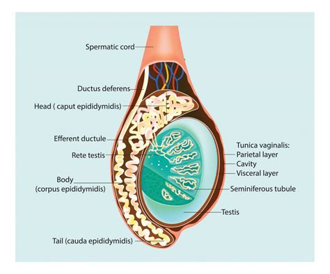 Floor Dysfunction Testicular Pain - Carpet Vidalondon