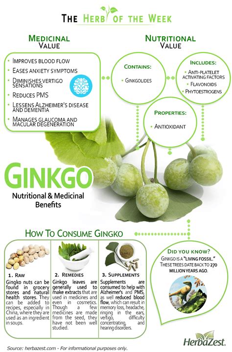 Ginkgo | Fruit health benefits, Nutrition, Infographic health