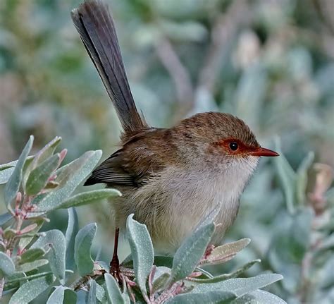 Female Splendid Fairy-Wren | Ann Oliver. | Flickr