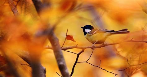 bird on branch with leaves 4k ultra hd wallpaper | Красивые птицы, Лесные существа, Птички