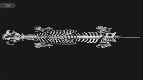 ArtStation - animal skeleton collection | Resources