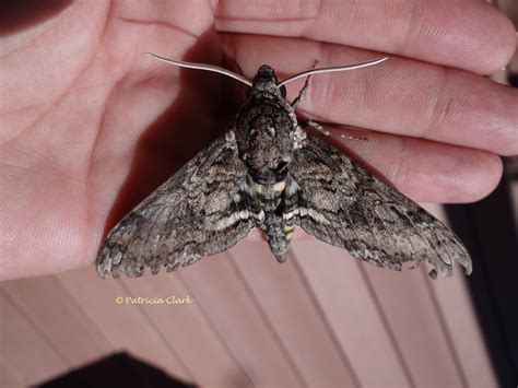 Carolina sphinx Manduca sexta (Linnaeus, 1763) | Butterflies and Moths of North America