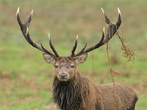 SCI Record Book Top Ten Red Stag | Hunt Forever