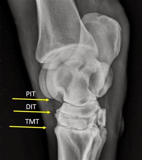 Michael Porter, Equine Veterinarian: Hock Arthritis in a Horse