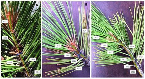 Figure A1. Examples of branchlets illustrating variability of different ...