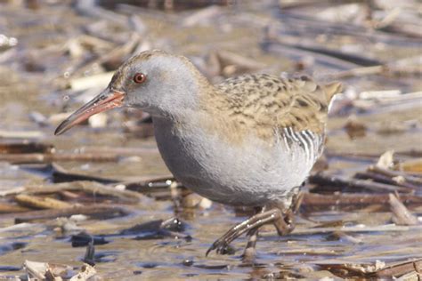 Eastern or Western Water Rail? – Birding Beijing 北京观鸟