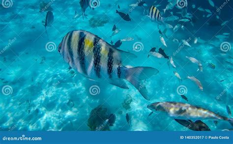 Snorkeling in the Cayman Islands Stock Image - Image of shallow, water ...