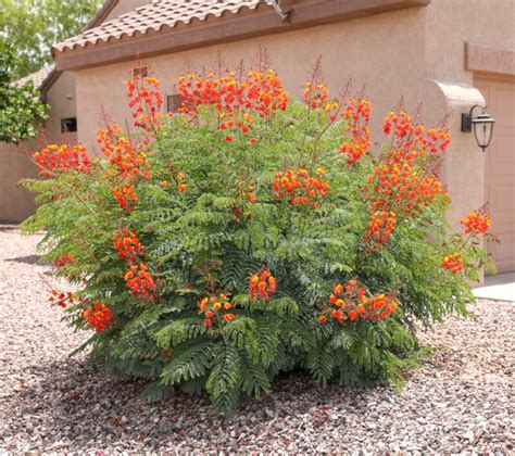 Bird of Paradise – Red | Elgin Nursery & Tree Farm: Phoenix, AZ