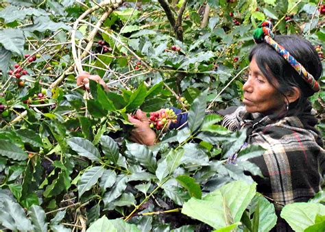 Coffee Harvest Picking Beans Image | Amavida Coffee Roasters